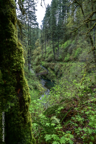 trail in the forest © Katherine