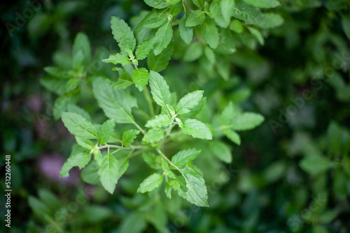 Green leaves blackground, Blur for copy 