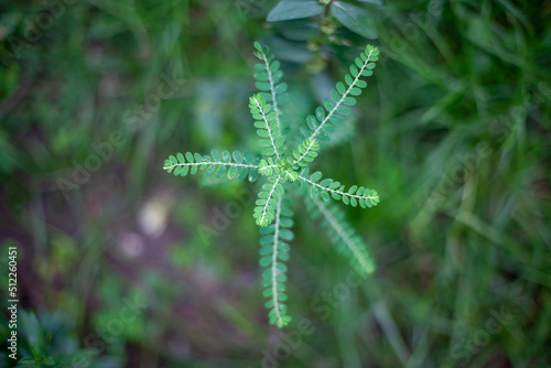 Green leaves blackground, Blur for copy 