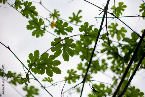 Green leaves blackground, Blur for copy 