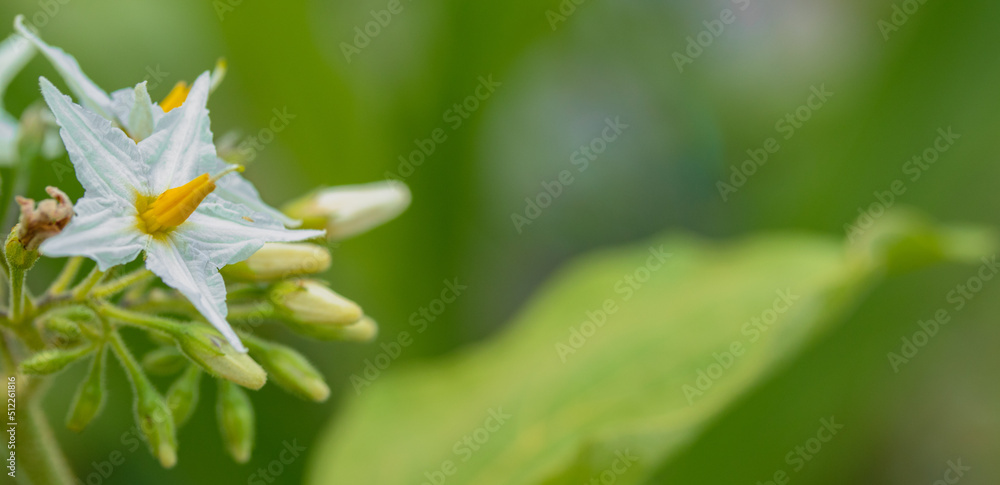 Flowers of Eggplant/brinjal in the vegetable garden Flowers of Eggplant/brinjal in the vegetable garden