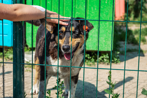 Dog in animal shelter waiting for adoption. Portrait of homeless dog in animal shelter cage.