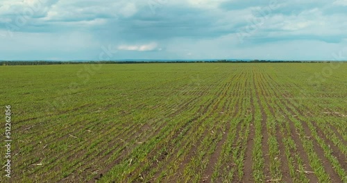Wallpaper Mural wheat field with small sprouts in sunny summer day, sown farm field, view from drone, 4K, Prores Torontodigital.ca