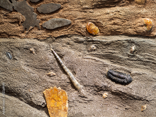 地層と化石