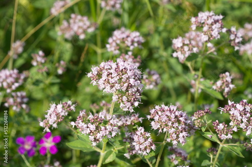 Oregano  Lat. Origanum vulgare  blooms in a meadow on a summer day