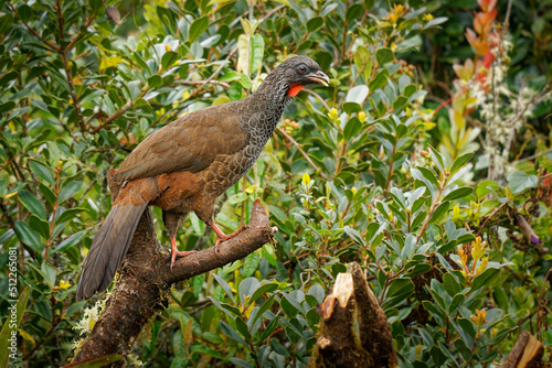 Andean Guan - Penelope montagnii gamefowl bird in Cracidae, subfamily Penelopinae, highlands of the Andes in Venezuela and Colombia through Ecuador and Peru to Bolivia and Argentina © phototrip.cz