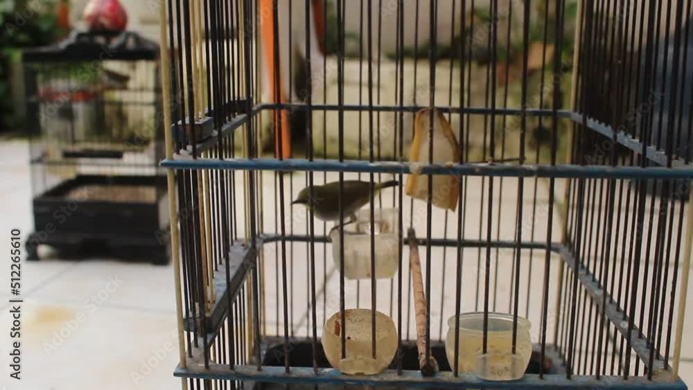 The glasses bird or Pleci bird (Zosterop) is a genus or genus of the