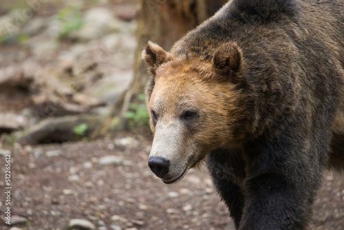 A large brown bear walks through the forest.