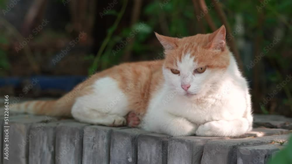 Orange cat resting and sleeping on the windowsill Orange cat resting and sleeping on the windowsill