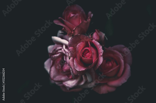 old roses that start to fade like old age and death - illustration and background