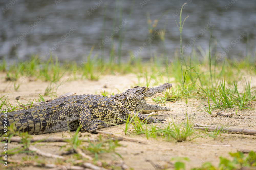 A Nile crocodile resting in the sun A Nile crocodile resting in the sun