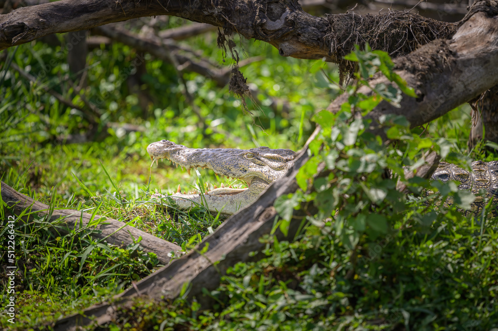 A Nile crocodile resting in the sun