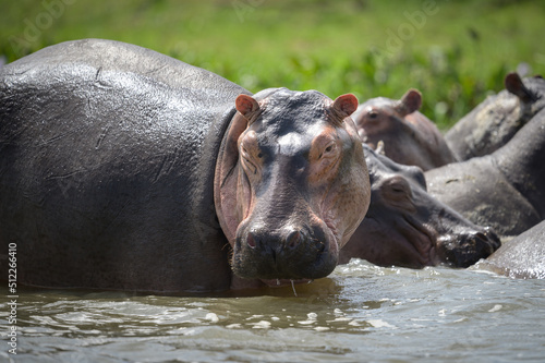 A group of Hippos in the water photo