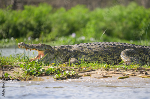 A Nile crocodile resting in the sun