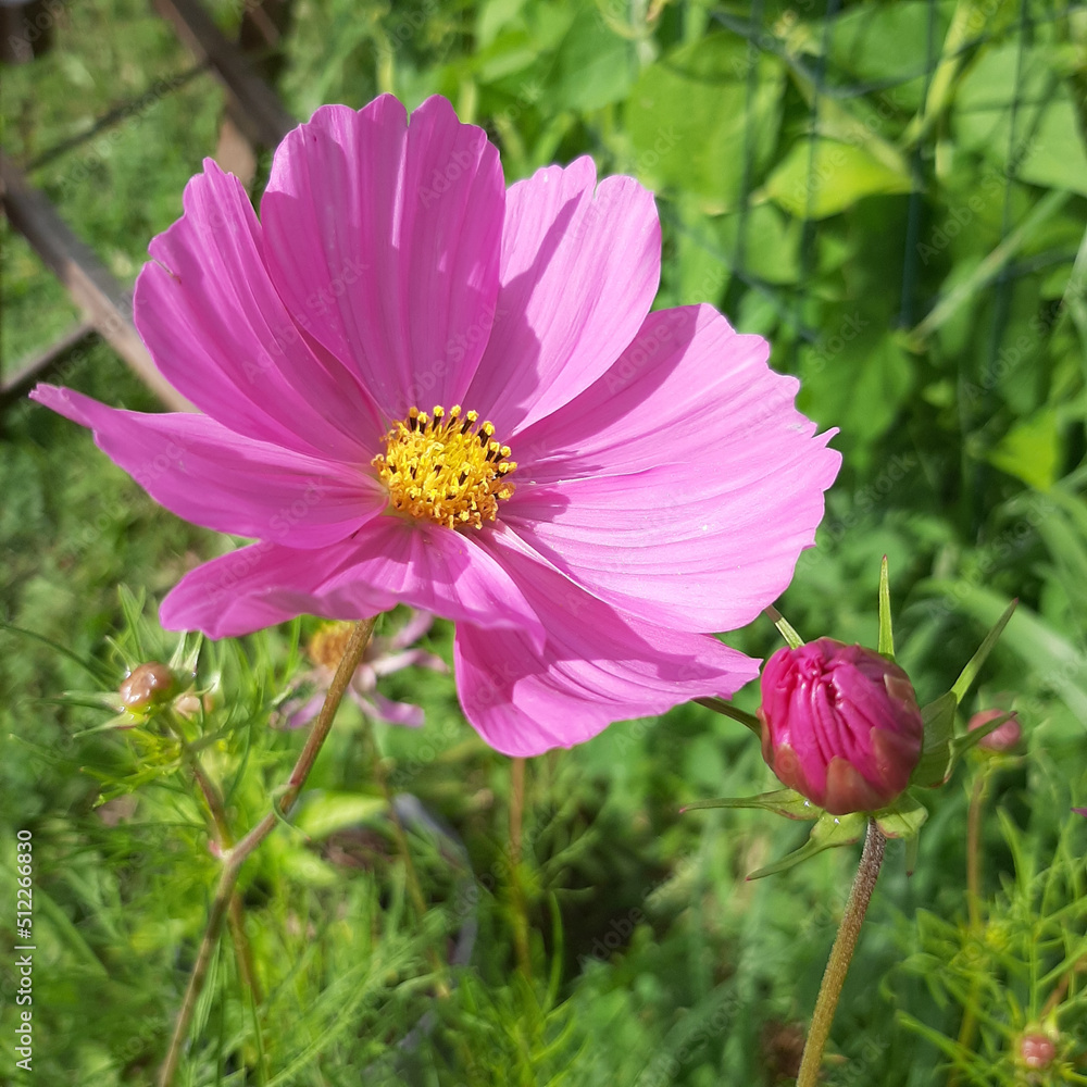 Obraz premium pink cosmos flower