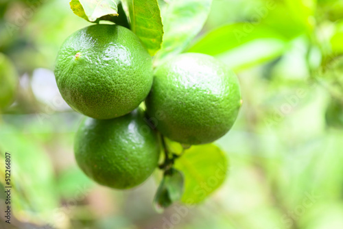 Green limes on a tree, Fresh lime citrus fruit high vitamin C in the garden farm agricultural with nature green blur background at summer