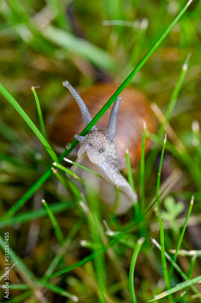 Roman snail Helix pomatia out on evening walk Roman snail Helix pomatia out on evening walk