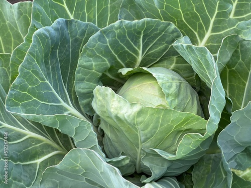 Fotomurale Head of cabbage on the field