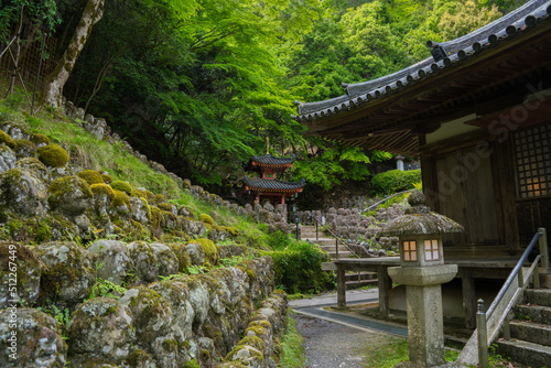 京都 愛宕念仏寺（おたぎねんぶつじ）の千二百羅漢 新緑