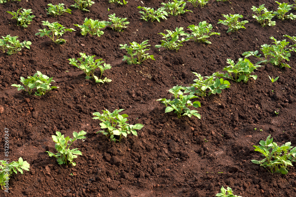 Many young potato plants on the garden bed Many young potato plants on the garden bed