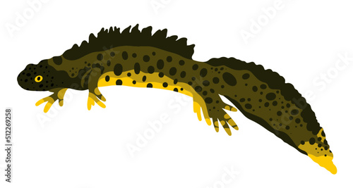 realistic great crested newt vector illustration