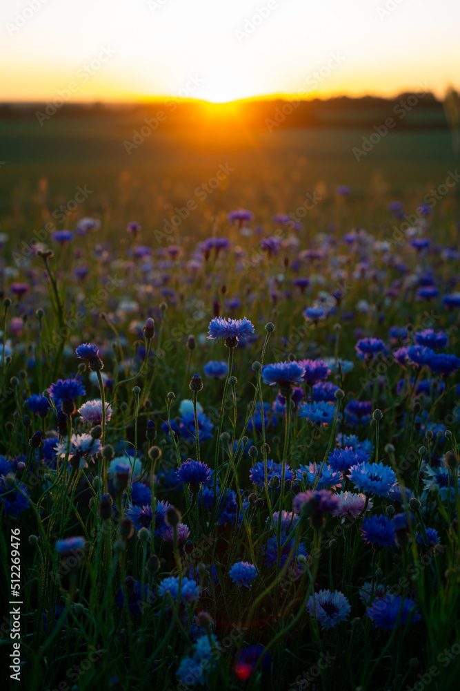 Naklejka premium bright blue cornflowers in wheat field on colorful sunset