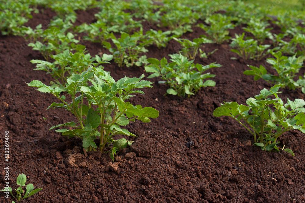 Many young potato plants on the garden bed Many young potato plants on the garden bed