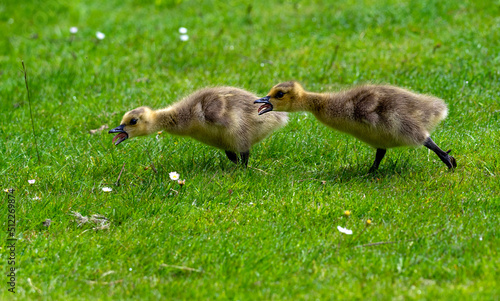 Canvas Print Two cute gosling are chasing each other on the sprint meadow