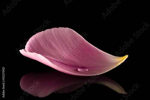 A perfect curved pink tulip petal and a crystal water drop in dark reflective background #512270421