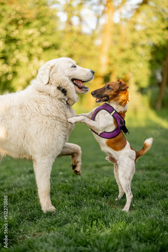 Fotografie Tqo adorable dogs playing on green meadow