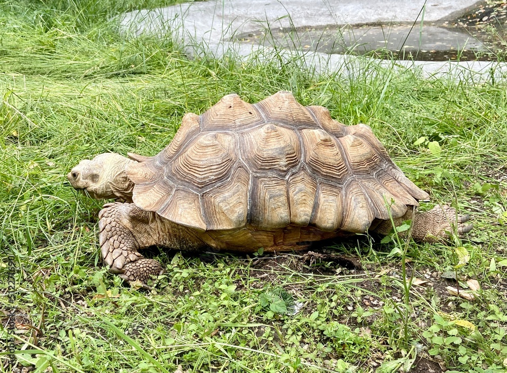 Fototapeta premium turtle on the grass