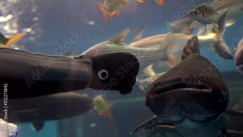 SCuba diver hand feeding fresh water fishes in tourist aquarium mekong giant catfish Pangasianodon gigas photo