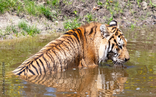 Photography Amour tiger in the water, cooling down or playing