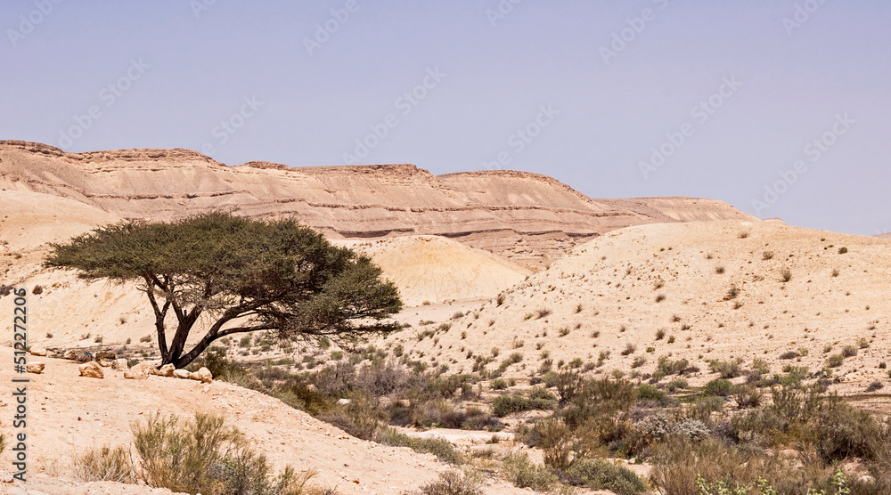 a lone spiraled acacia sits above wadi nahal hatira in the Hamakhtesh Hagadol large erosion crater in the Negev in Israel with a hazy blue sky background a lone spiraled acacia sits above wadi nahal hatira in the Hamakhtesh Hagadol large erosion crater in the Negev in Israel with a hazy blue sky background