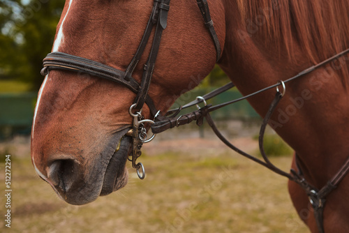 Closeup of the equipment on the mouth of a purebred horse © Distortion Media