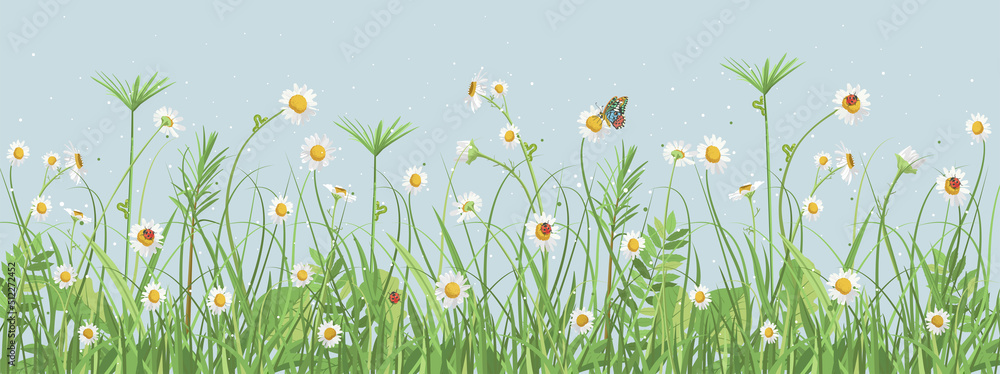 Fototapeta premium White daisies. Summer landscape of green field herbs and flowers on a blue background. Ladybug, caterpillar and butterfly in the meadow. Horizontal panorama of nature in vector. designer decoration