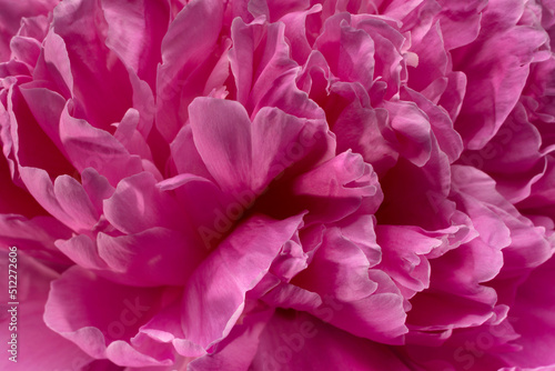 Pink peony flower © Tatyana Nyshko
