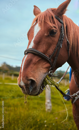 Portrait of a purebred brown horse chewing grass with mouth full, vertically