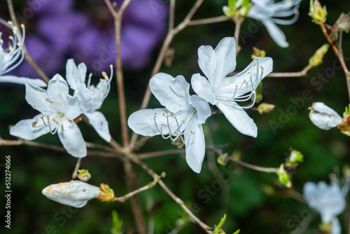 Rhododendron Species Foundation and Botanical Garden photo