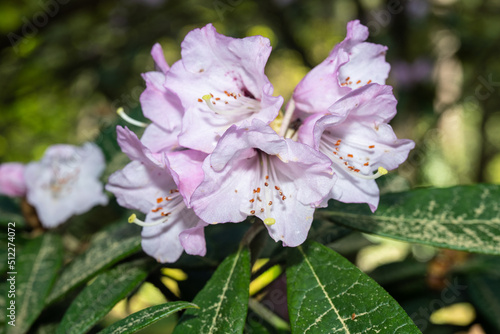 Rhododendron denudatum