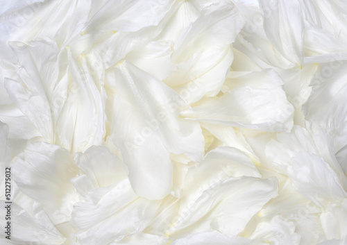 White peony petals flower background closeup top view © Soho A studio