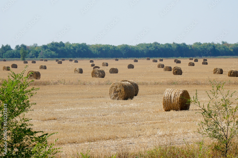 Hay in rolls on a mown field