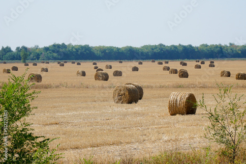 Hay in rolls on a mown field