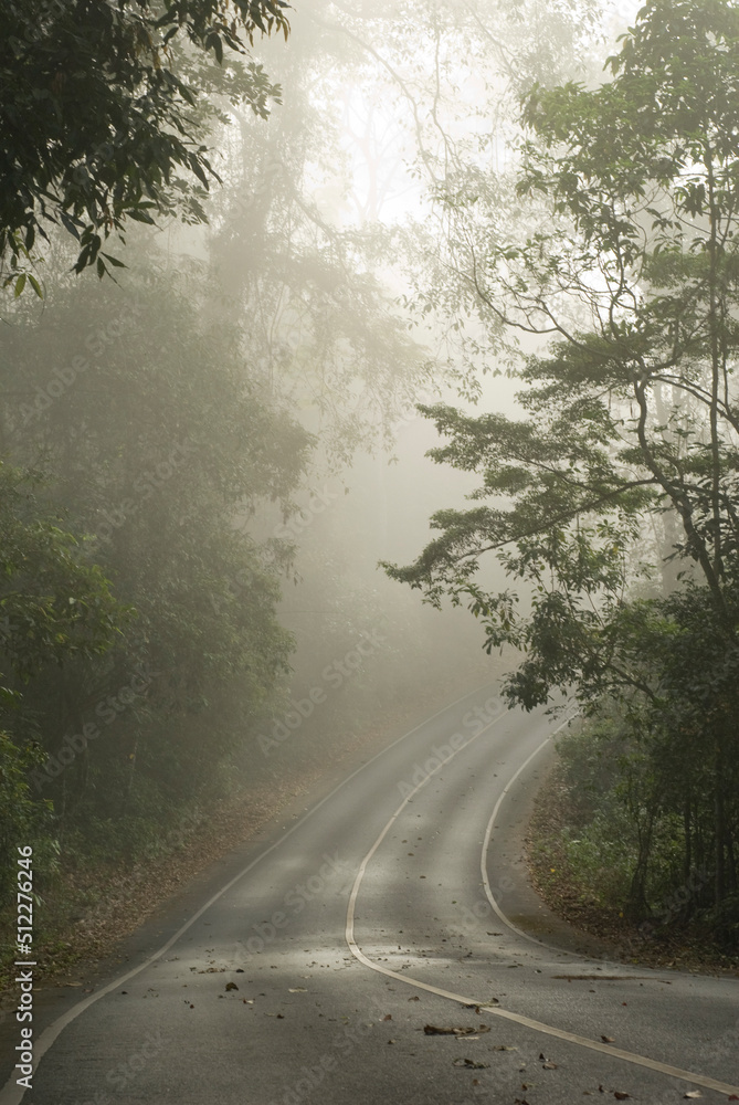 Road through the evergreen forest in a white fog. National park, Thailand Road through the evergreen forest in a white fog. National park, Thailand