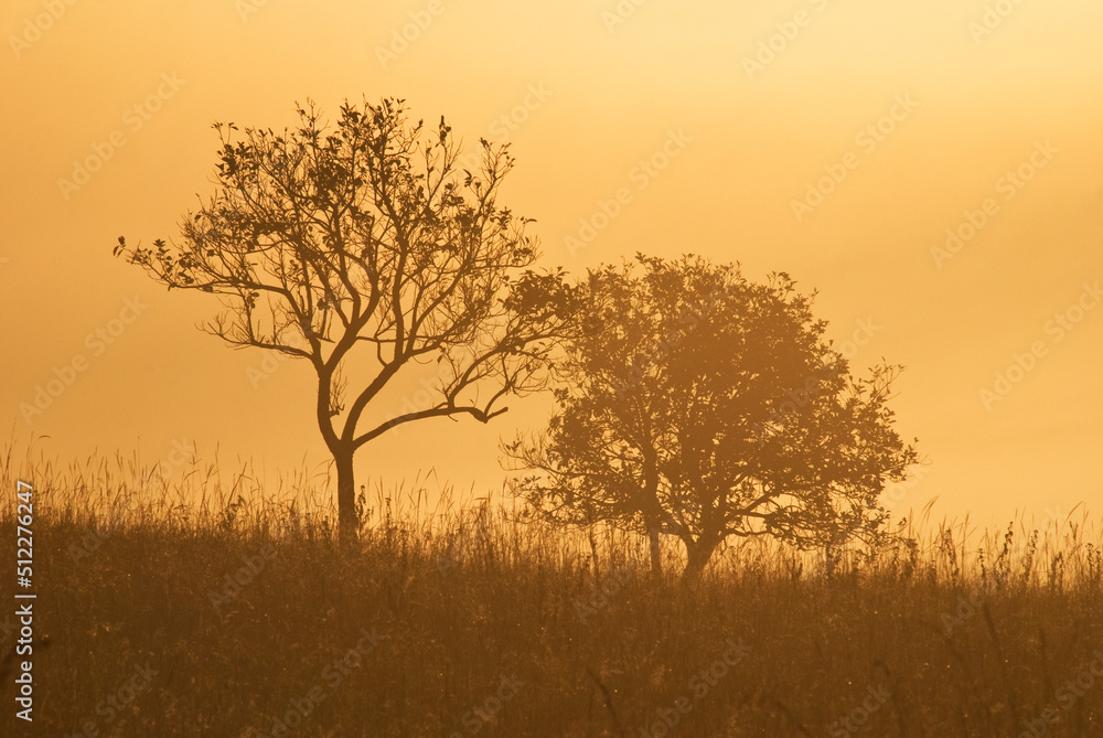 The silhouette of Savana tree during sunset