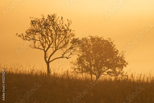 The silhouette of Savana tree during sunset