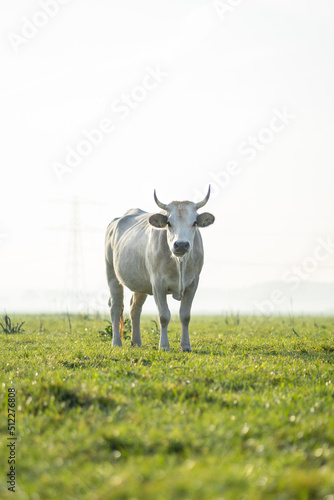 Fototapeta Naklejka Na Ścianę i Meble -  cow in the field