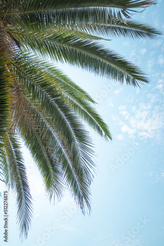 palm tree and blue sky © Jim
