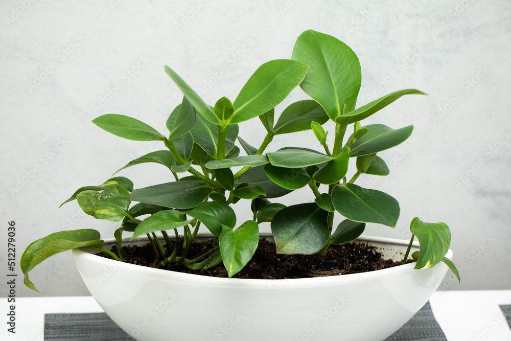 plant in a pot plant in a pot
