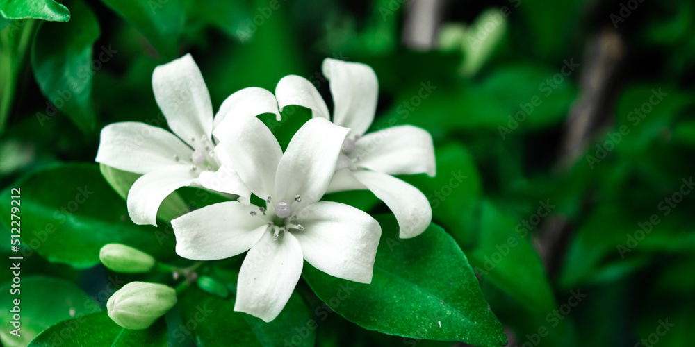 Obraz premium lily of the valley in spring